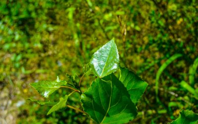 Plástico Oxibiodegradável: É uma opção viável para a sua loja?